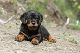 ROTTWEILER 225